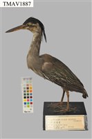 藏品(綠簑鷺)的圖片